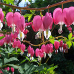 dicentra-spectabilis-1