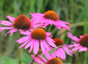 echinacea-purpurea