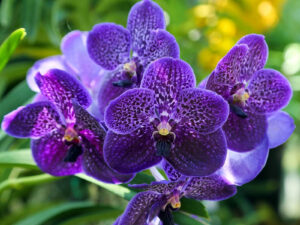 orchidea Vanda