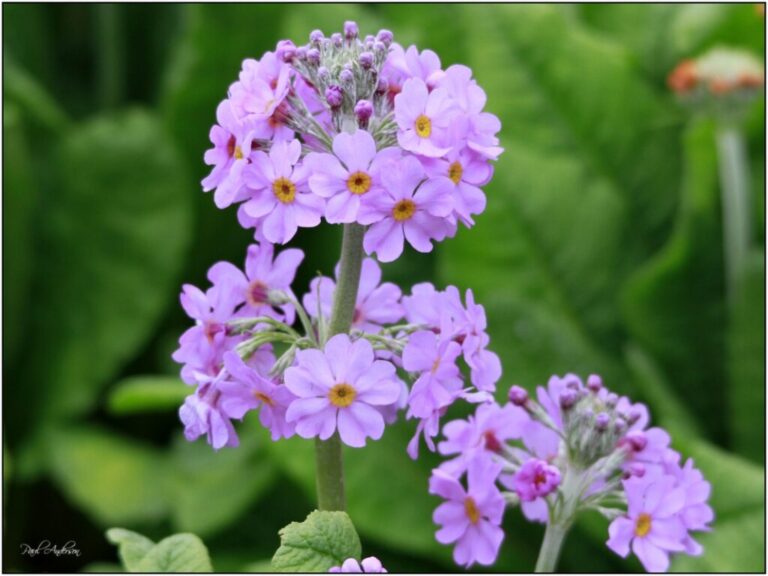 Candelabra Primroses, Walled Garden, Bangor, Northern Ireland