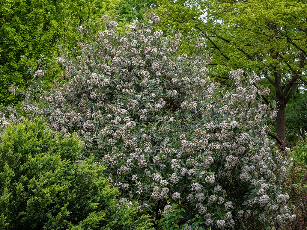 Viburnum x pragense Prager Schneeball