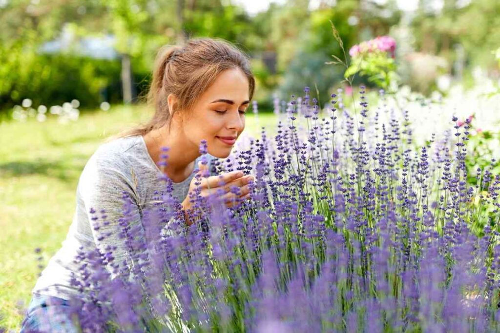 quando-potare-lavanda