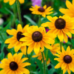 rudbeckia-fulgida