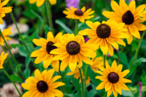 rudbeckia-fulgida