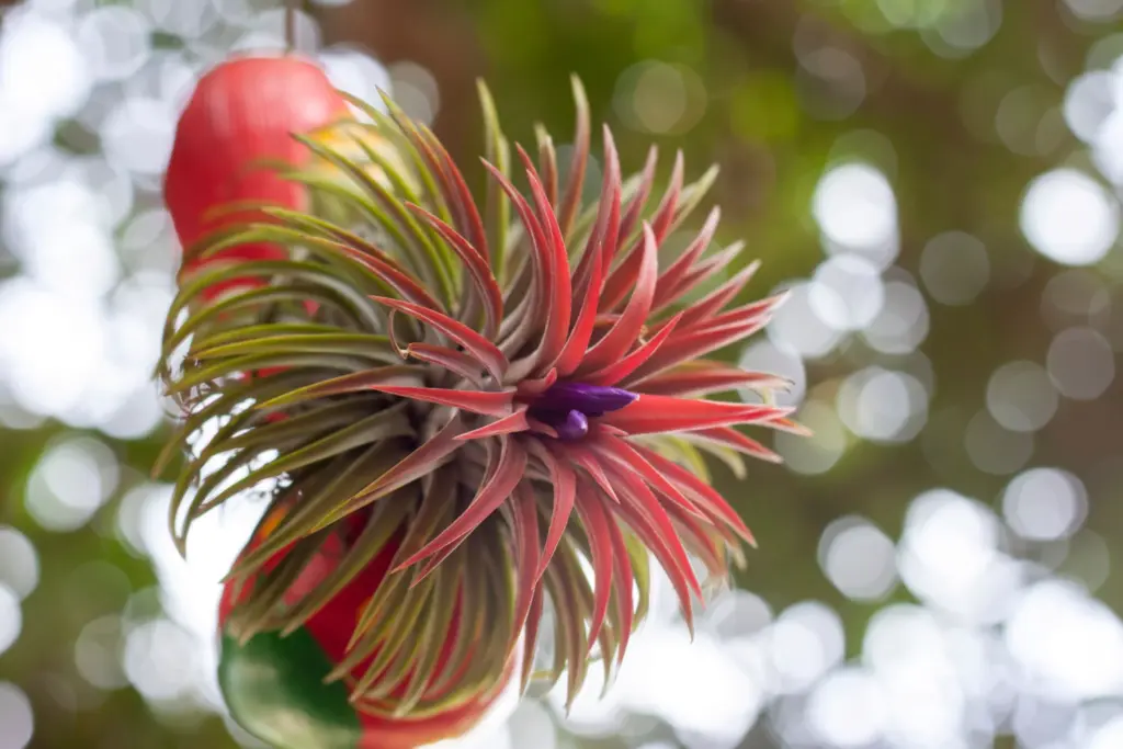 Tillandsia