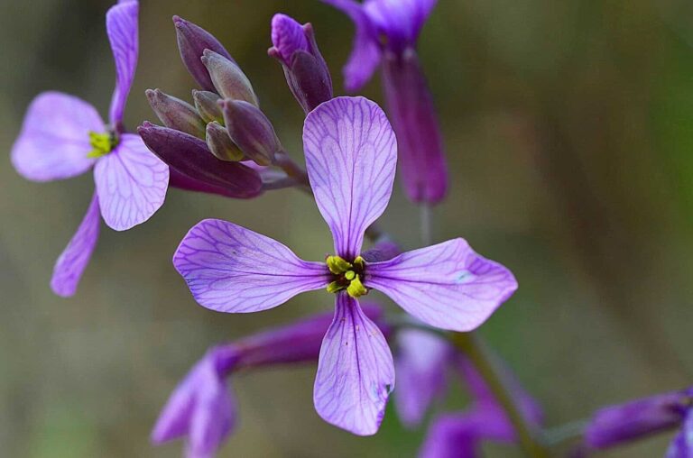 Moricandia arvensis